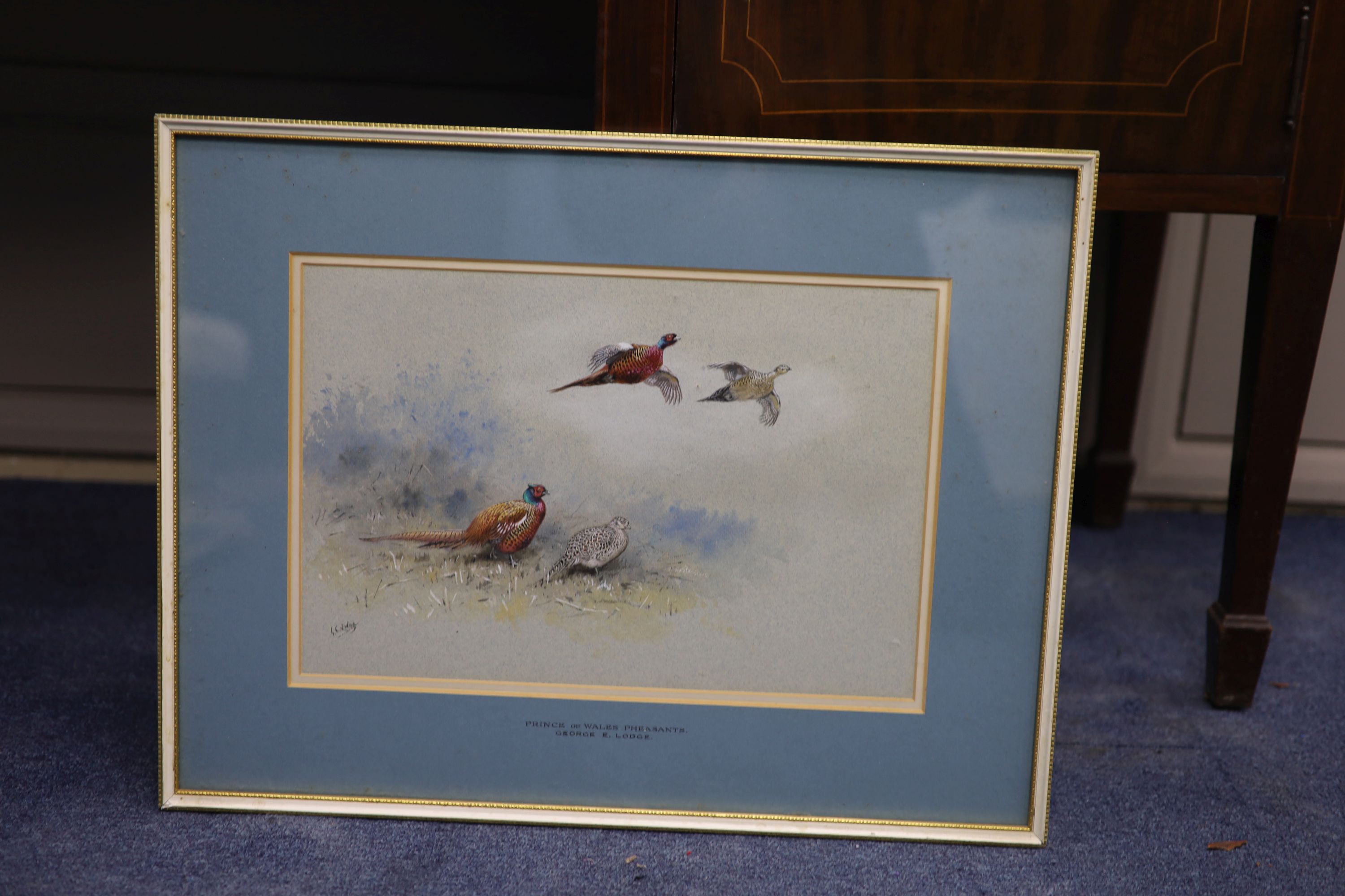 George Edward Lodge (1860-1954) Prince of Wales Pheasants 24 x 35.5cm